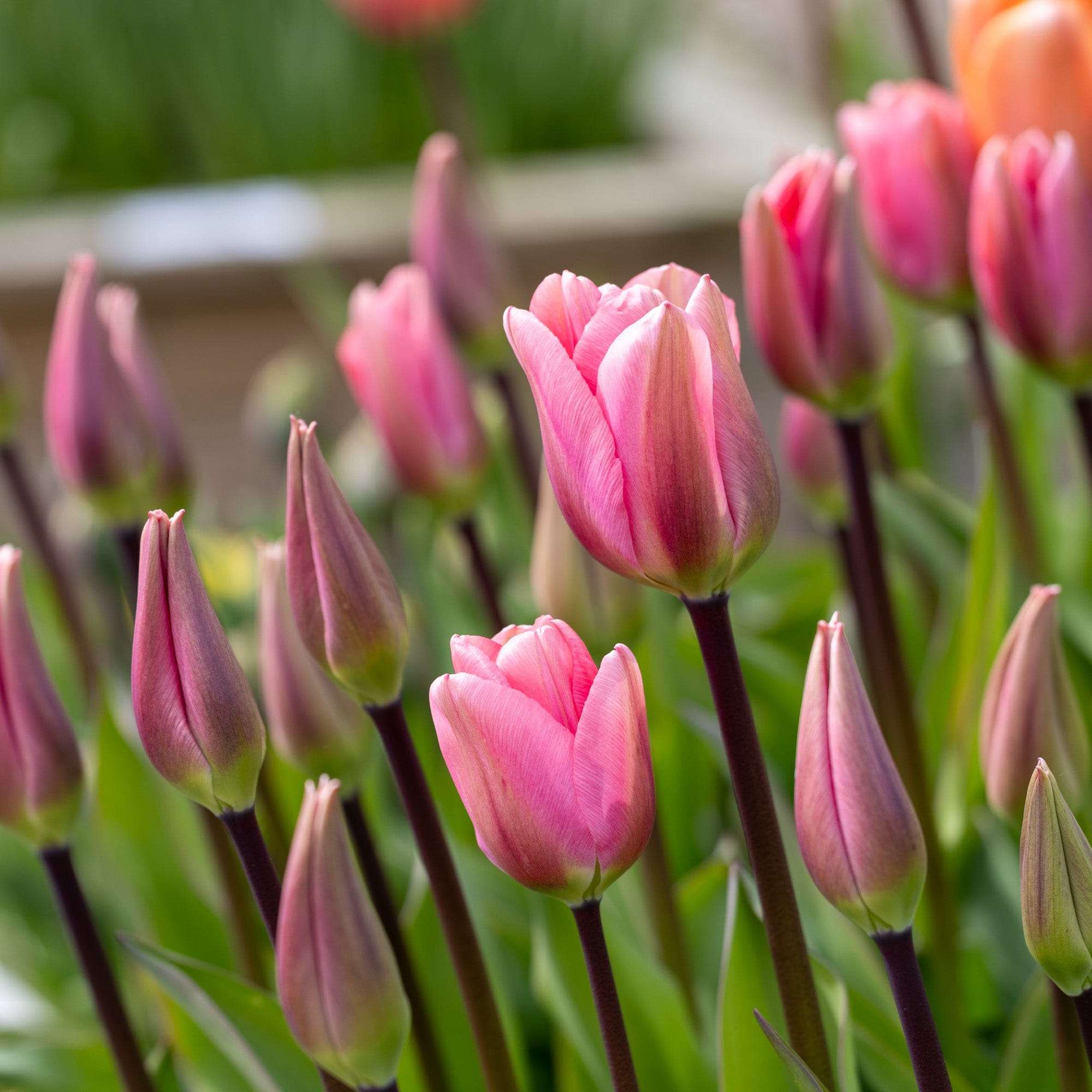 Tulpe 'Big Love'